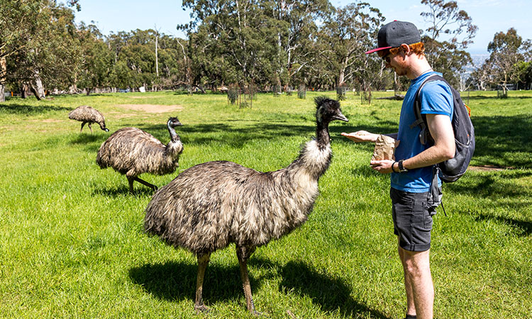 Feeding Emu's at Cleland Wildlife Park