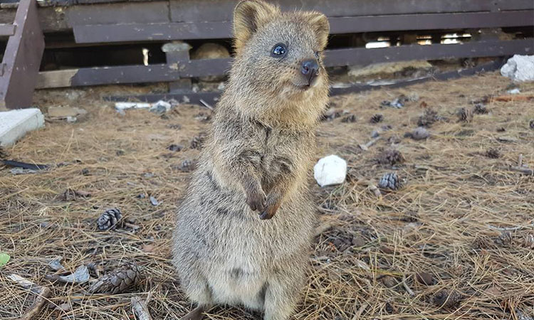 Hello Quokka! Australia's Cutest Marsupial