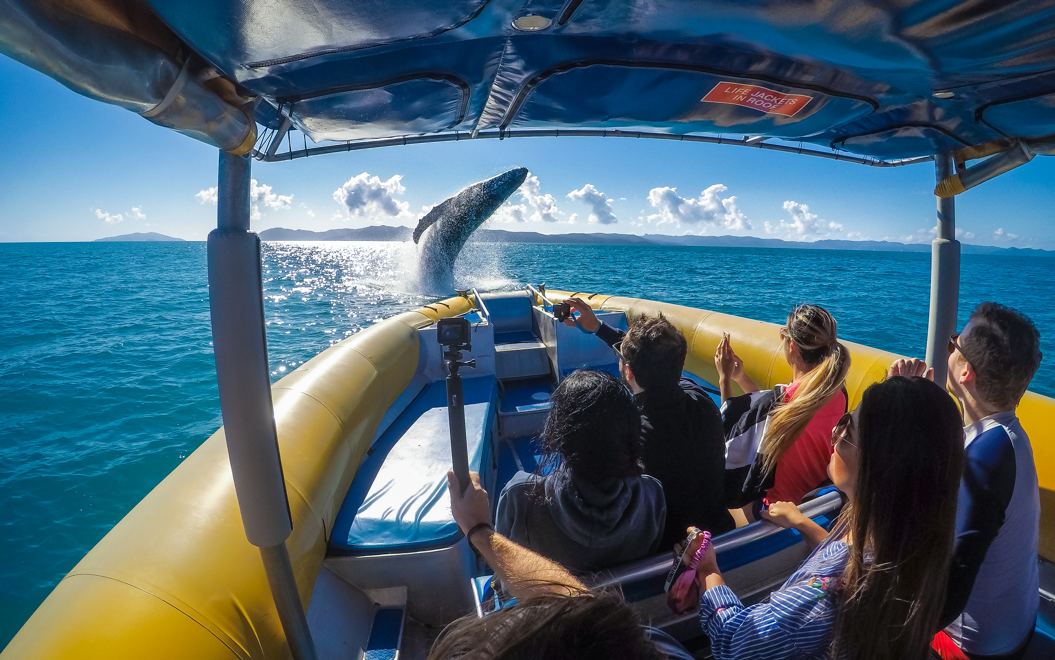 1 Day Whitsundays Tour- Whales in winter