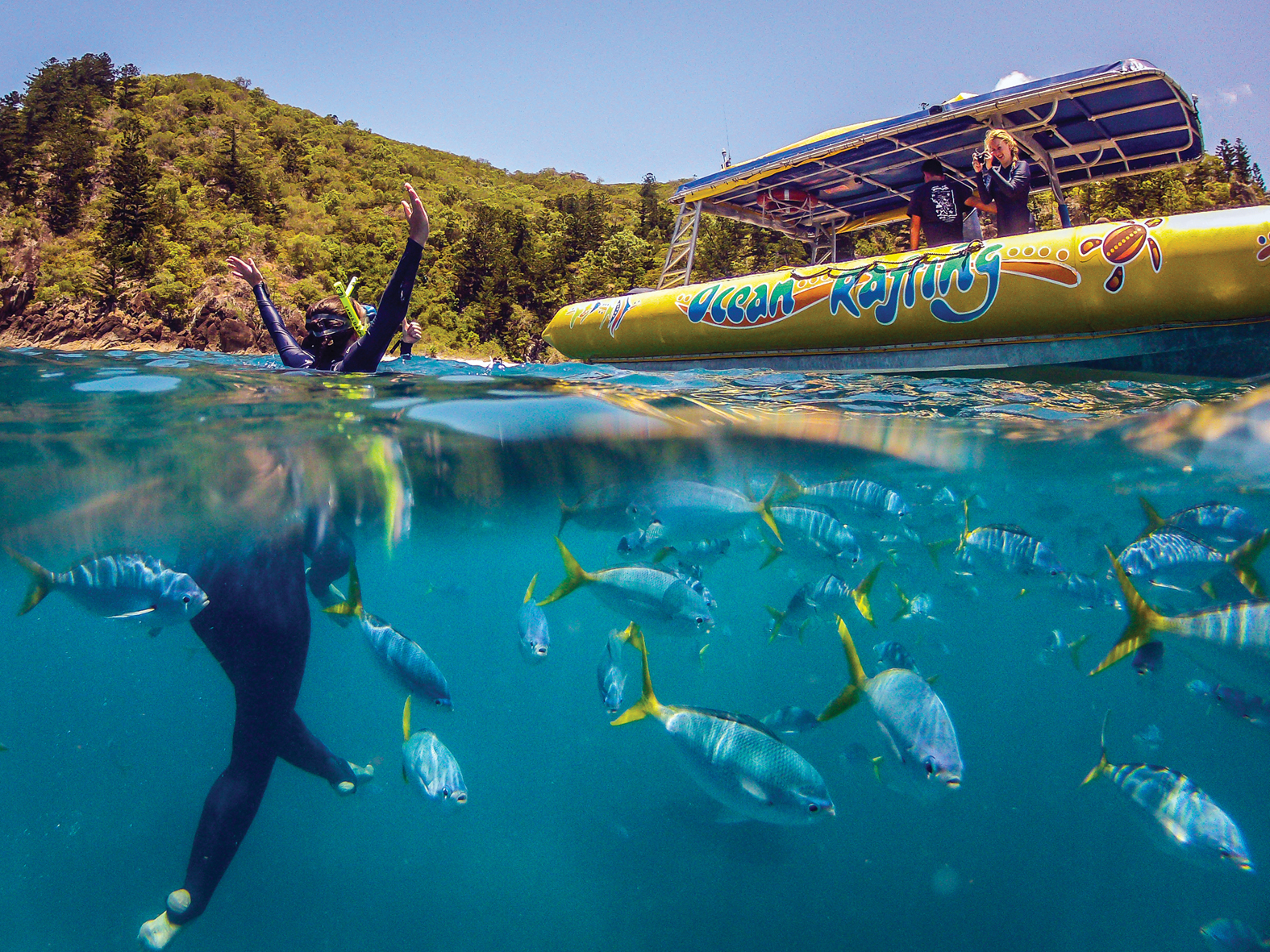 1 Day Whitsundays Tour- Colouful friendly fish