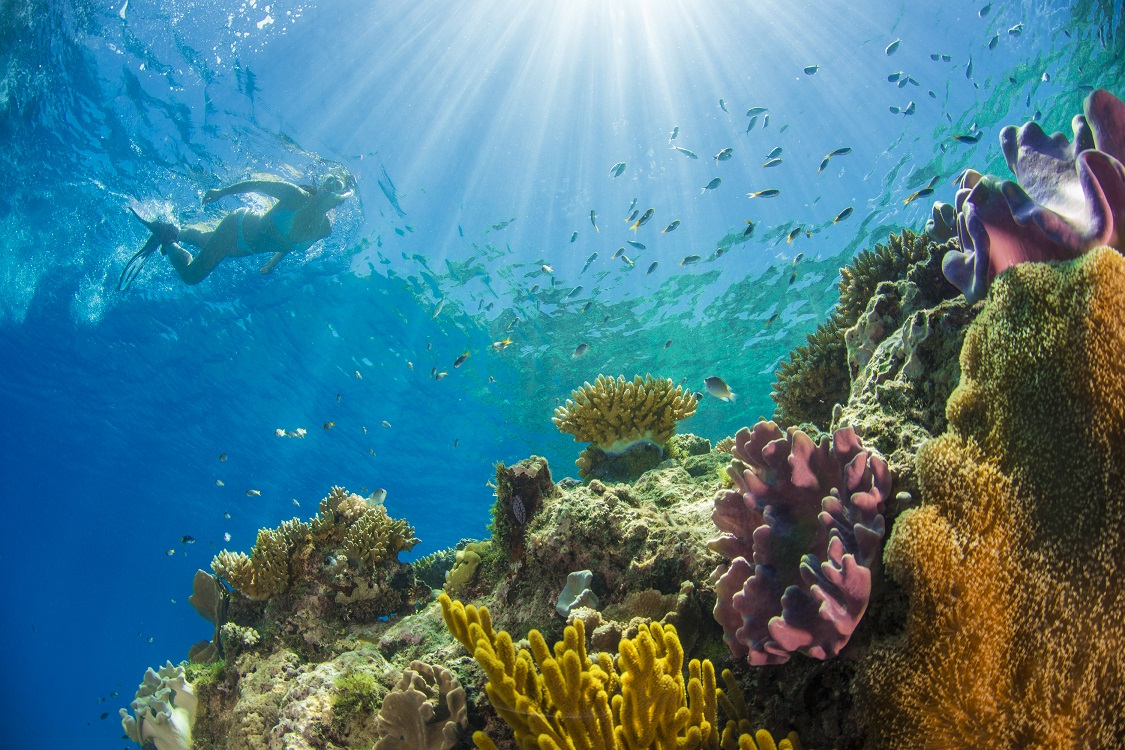 Great Barrier Reef Snorkelling.jpg