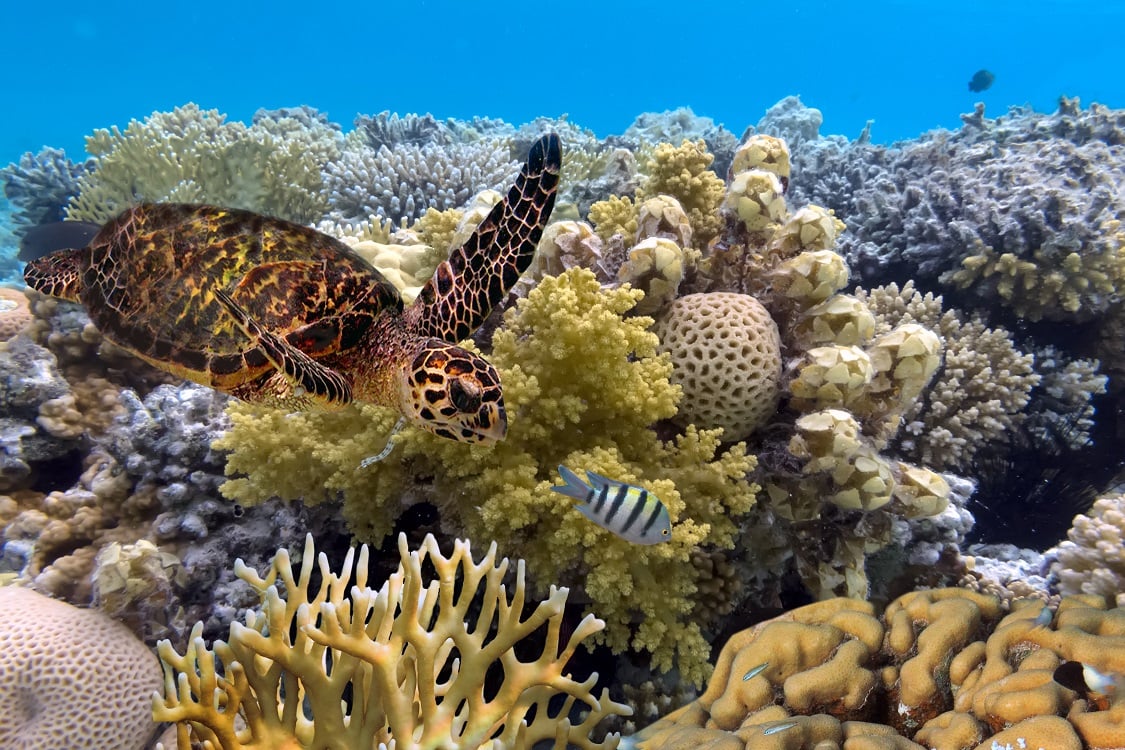Green Turtle Great Barrier Reef - Vlad61 - Shutterstock.jpg