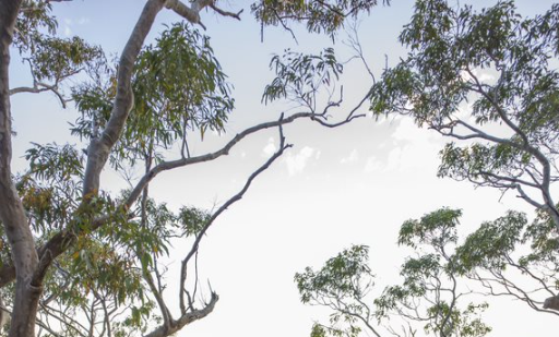 Barangaroo Cultural Tours