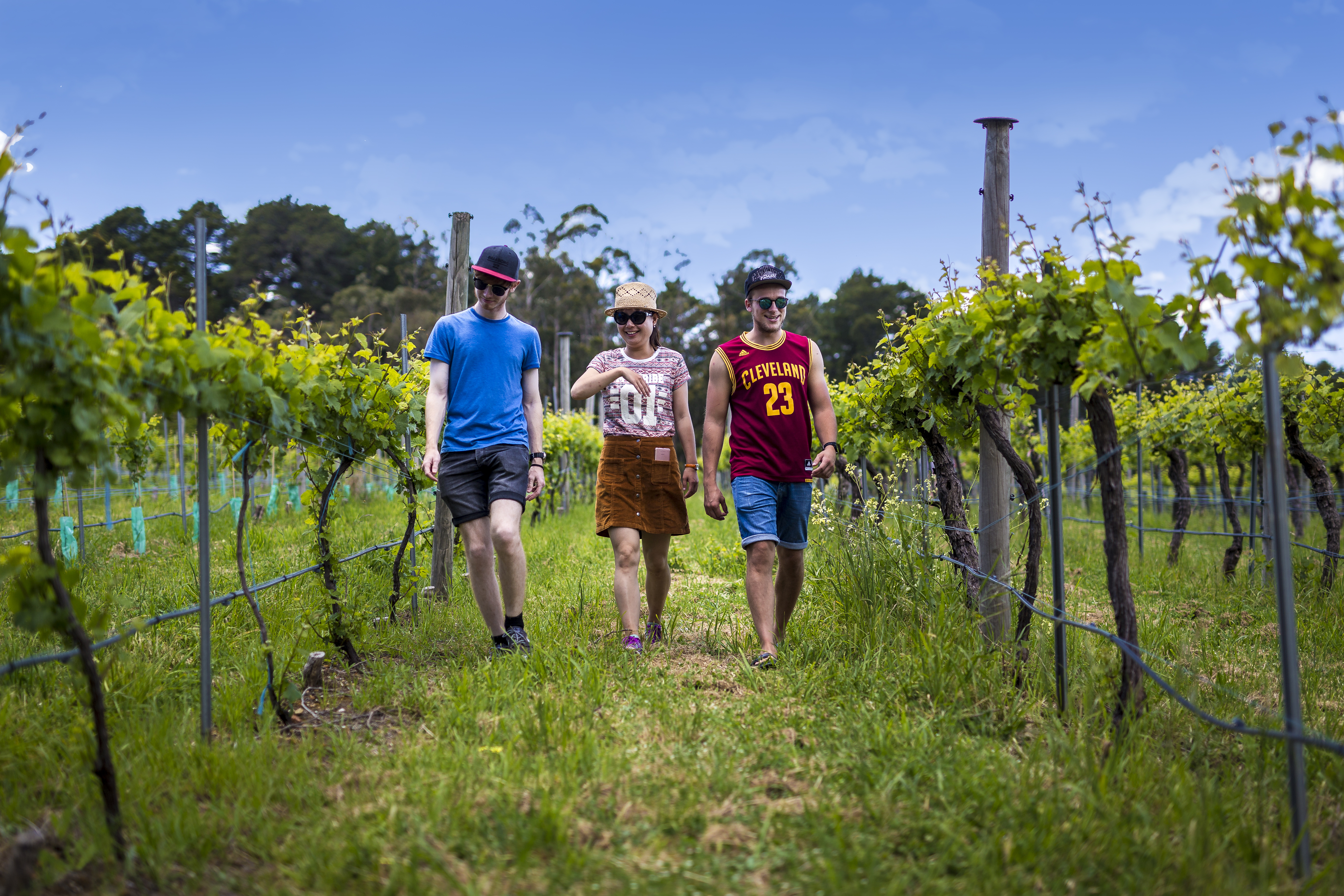 Barossa Valley Hop On Hop Off Wine Tour