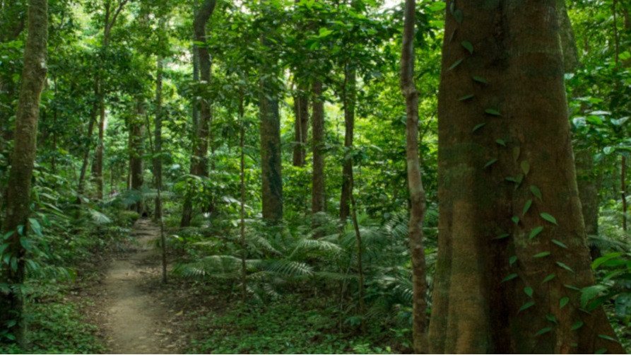 Dreamtime Gorge Walk- Mossman Gorge Walk.jpg