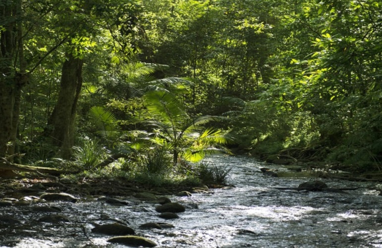 Dreamtime Gorge Walk- Mossman Gorge.jpg