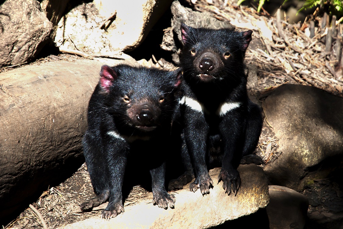 shutterstock_211135441 Tasmanian Devil.jpg