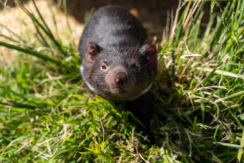 UDU_Tassie-Devil_790x526.jpg