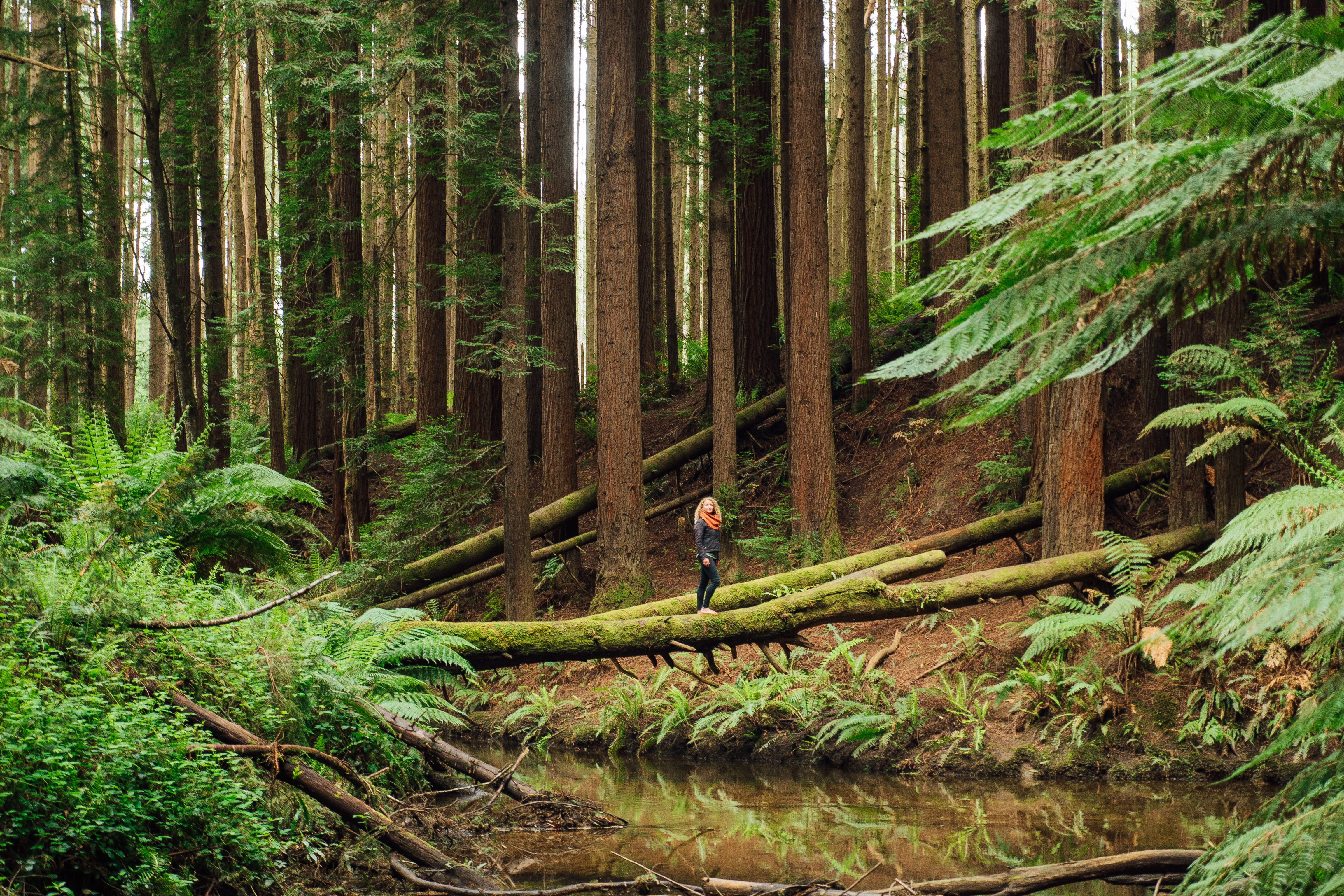 California Redwoods