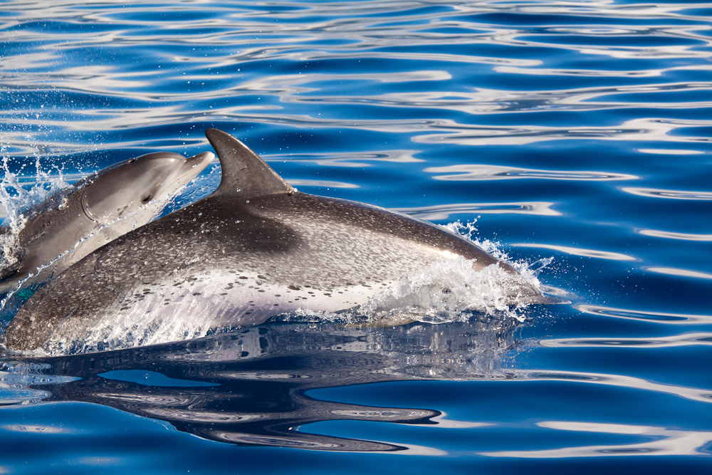 Swimming with dolphins