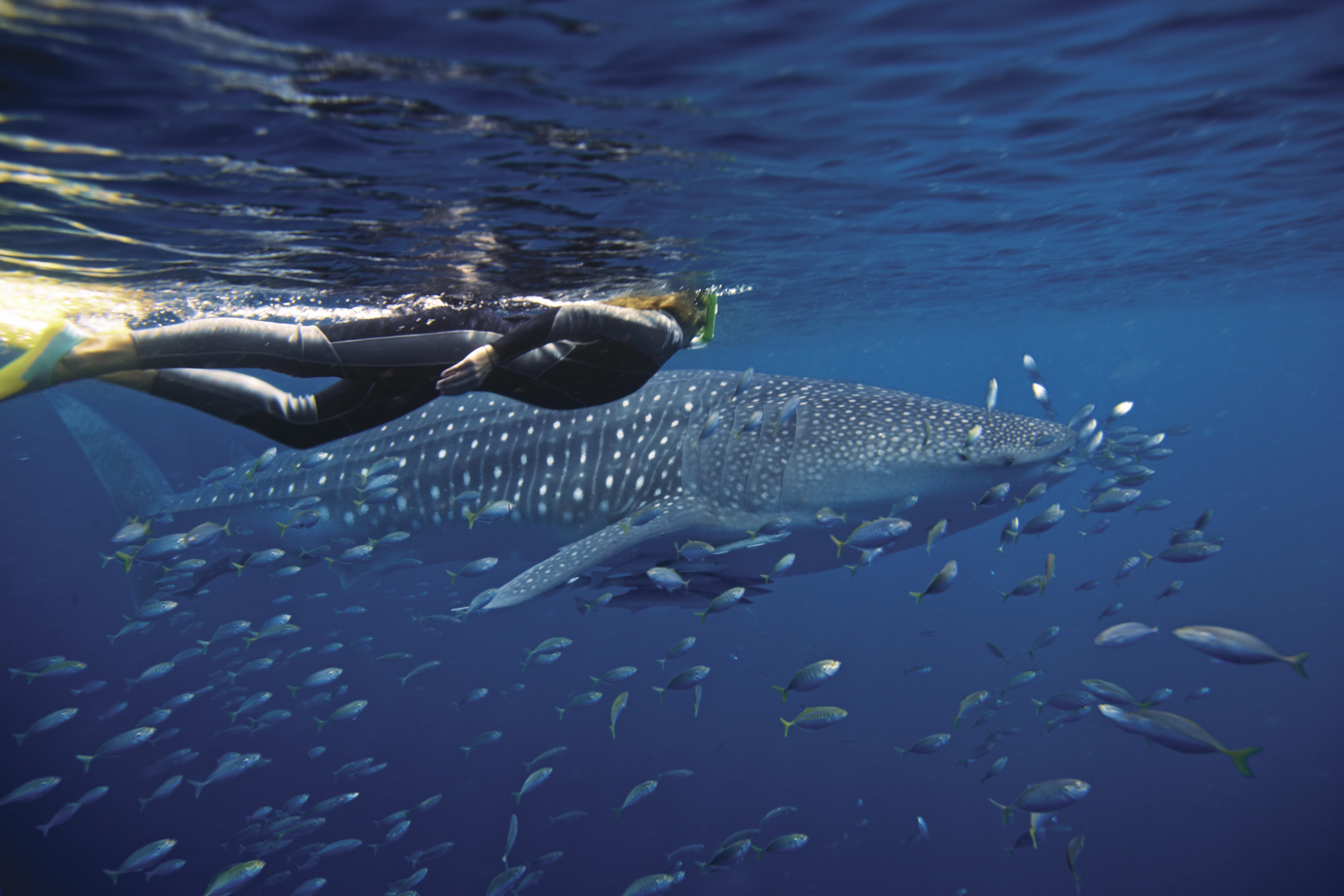 Exmouth_Ningaloo Reef_credit Tourism Australia_snorkelling