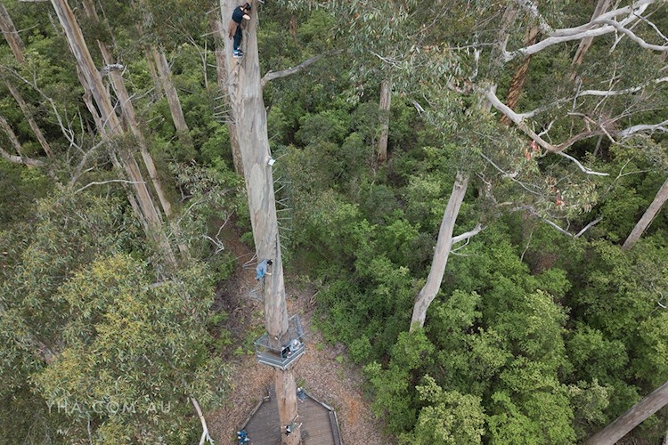 Pemberton YHA_Dave Evans Bicentennial Tree_2018 (5).jpg
