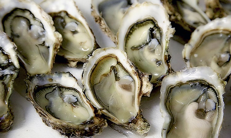 Oysters image 