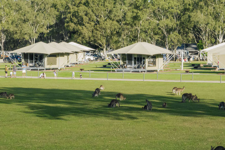 Habitat_Noosa_Kangaroo-01 copy.jpg