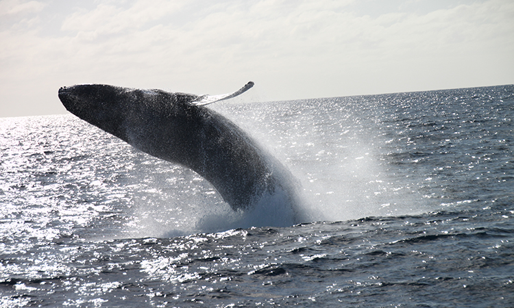 Whale watching in Dunsborough near Dunsborough YHA