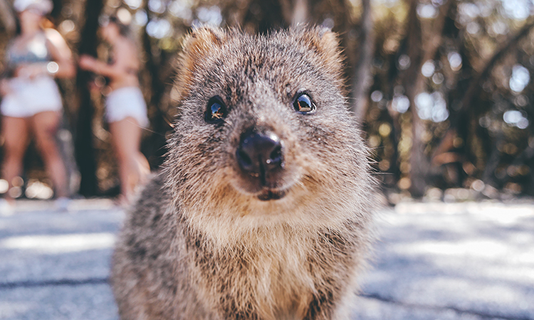 Quokka on Rottnest Island near Fremantle and Perth