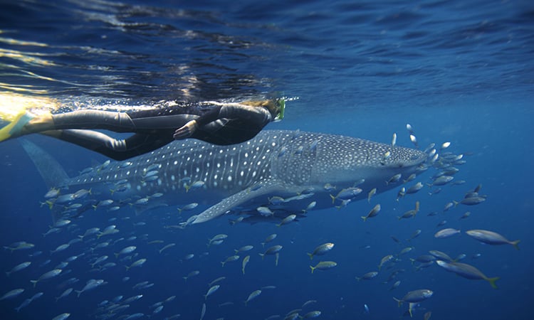 Swimming with whale sharks on the Ningaloo Reef near Exmouth YHA