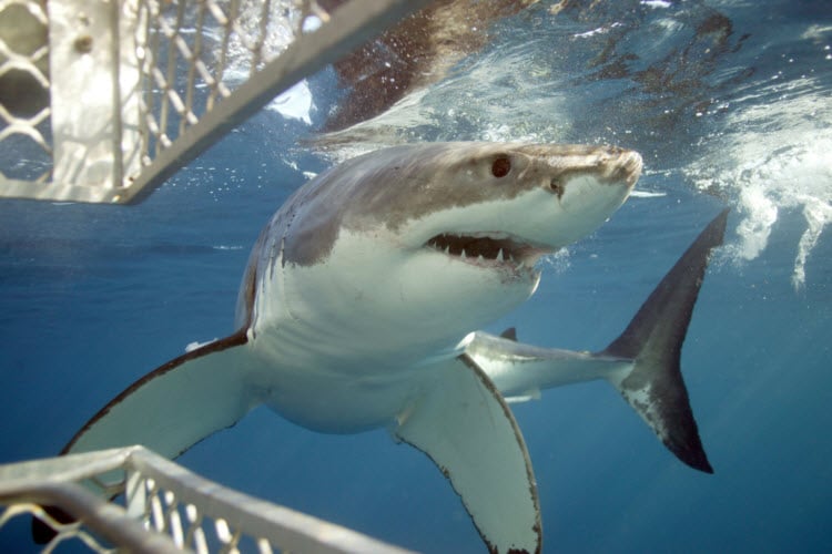 Shark Cage Diving credit Calypso Star Charters