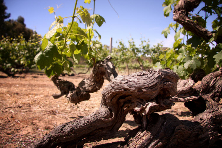 Turkey Flat Shiraz vines