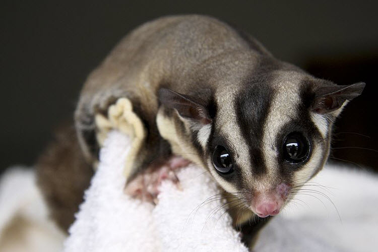 Sugar glider credit Alessandro Di Grazia Wikimedia Commons