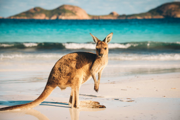 Esperance kangaroo credit Shutterstock