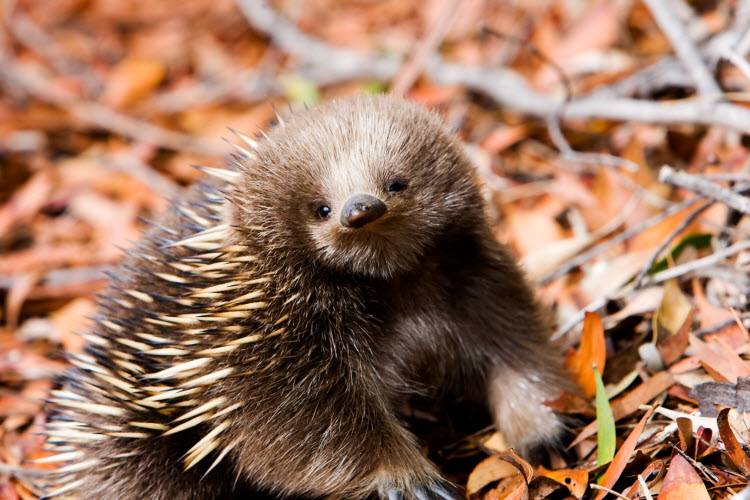 Echidna credit Shutterstock