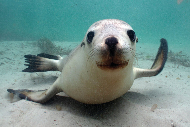 Sea lions credit SATC and Adventure Bay Charters