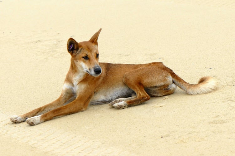 Fraser Island dingo credit Sam Fraser-Smith Flickr