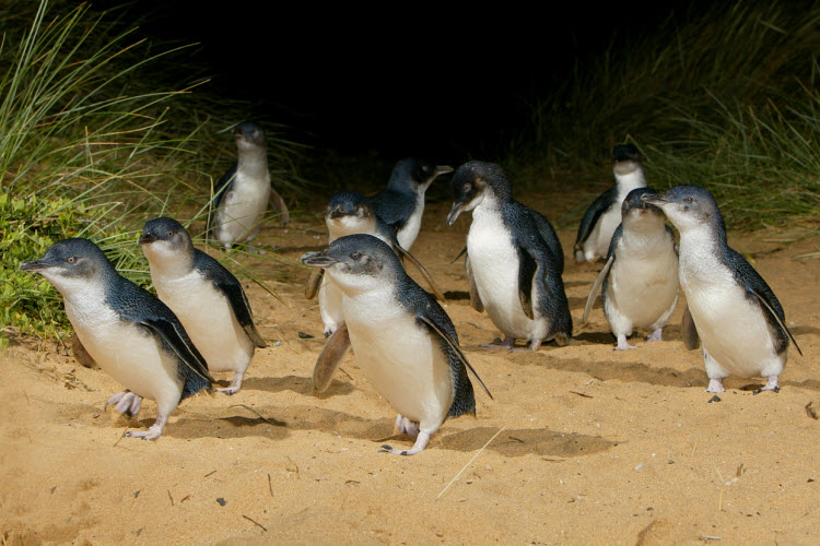 Penguin Parade credit Phillip Island Nature Parks and Tourism Australia