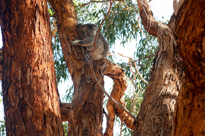 SA Famil - Kangaroo Island - Sealink 2 Day Adventure Tour-64 copy.jpg