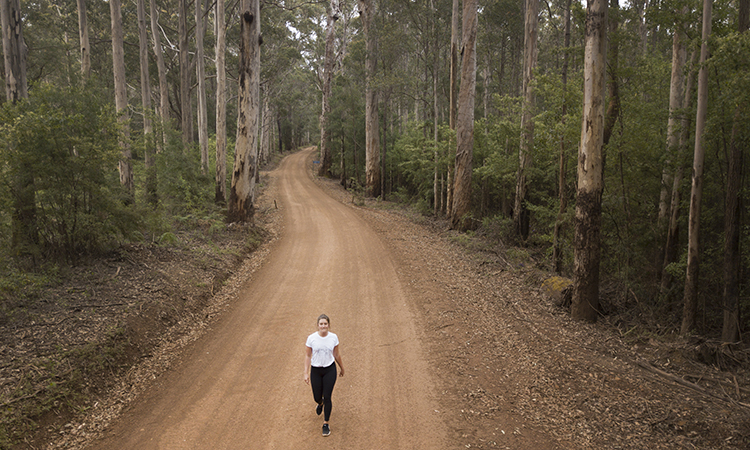 Karri Trees - Pemberton YHA