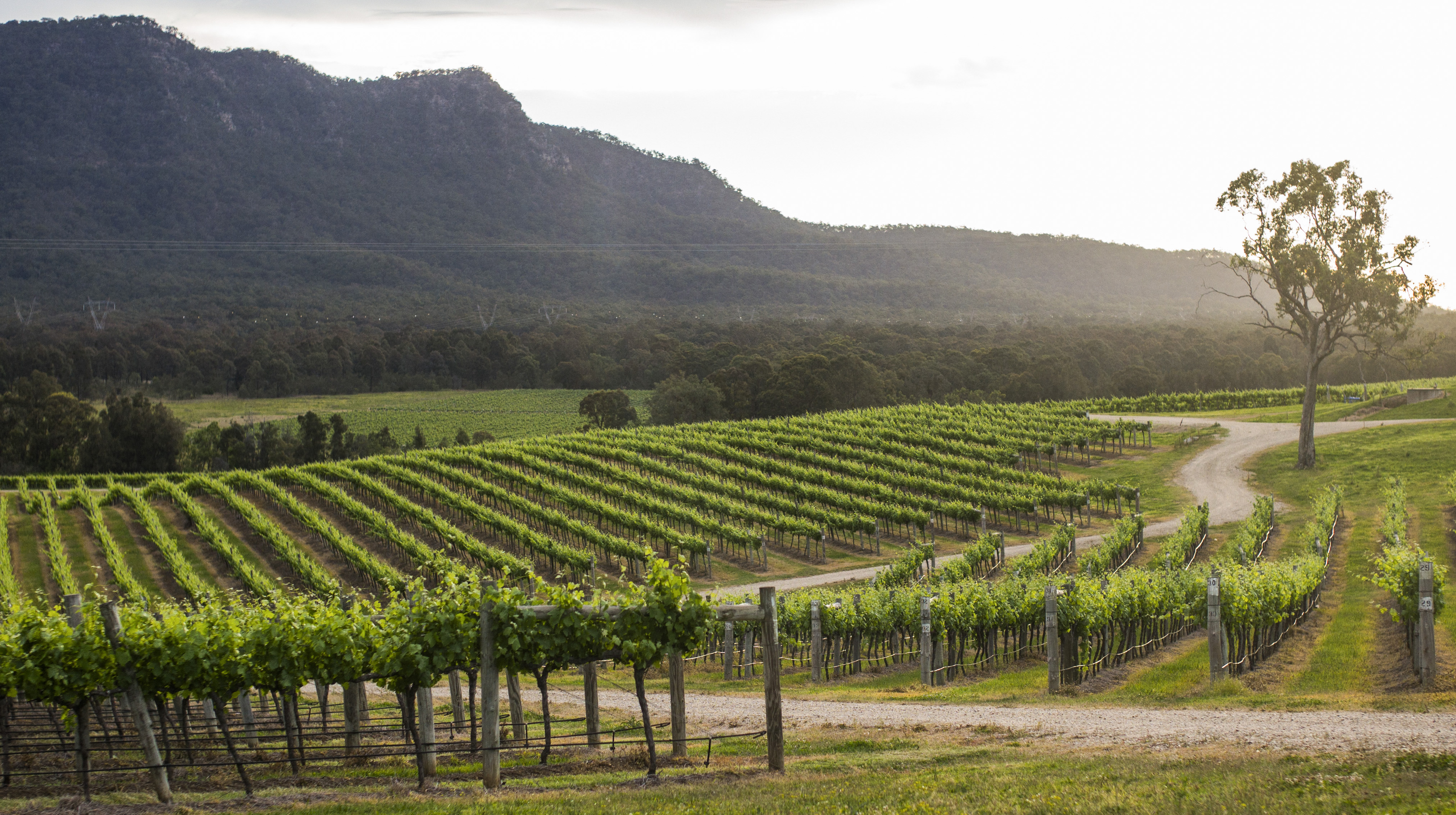 Hunter Valley_Vineyard_YHA (21).jpg