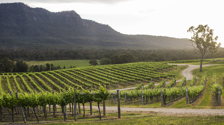 Hunter Valley_Vineyard_YHA (21) copy.jpg