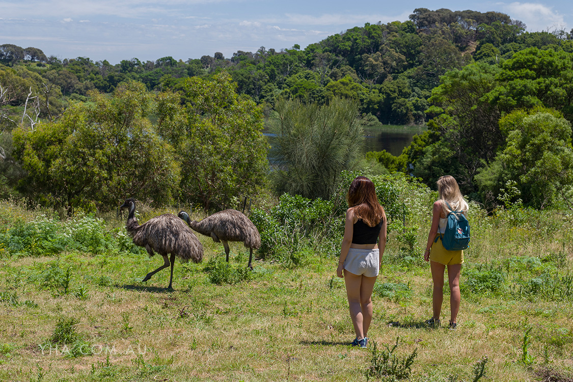 Wildlife watching at Tower Hill