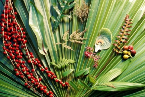 First Nations food experiences in Queensland