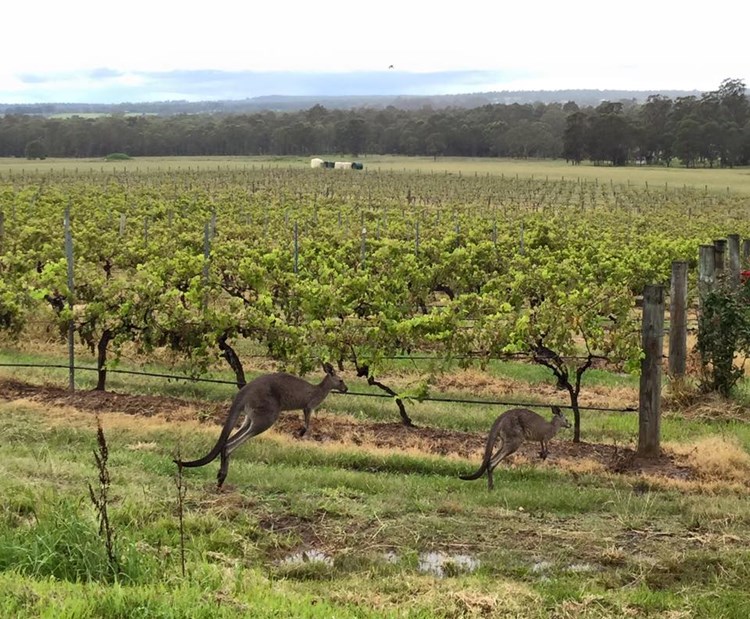 Kangaroos Hunter Valley.jpg