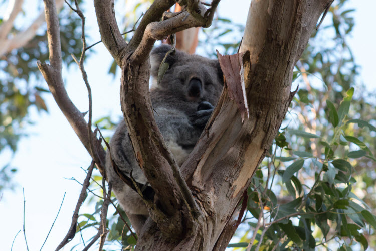 Wild koala