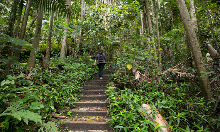 Hiking in Murwillumbah - Byron Bay Hinterland