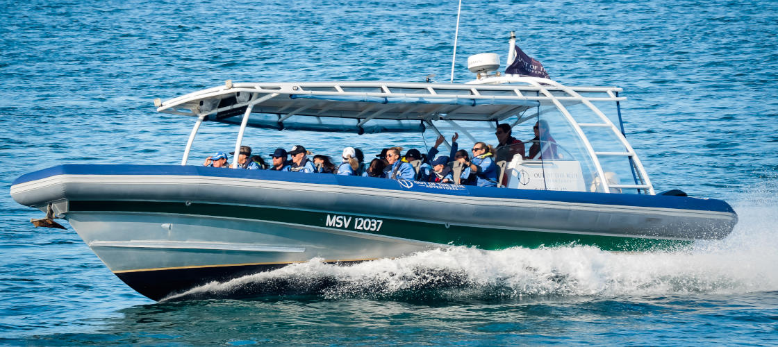 Byron Bay Whale Watch Fast Boat.jpg