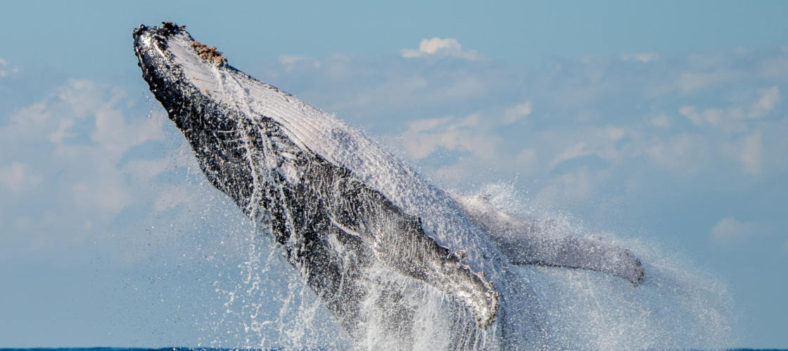 Byron Bay Whale Watch Jumps.jpg