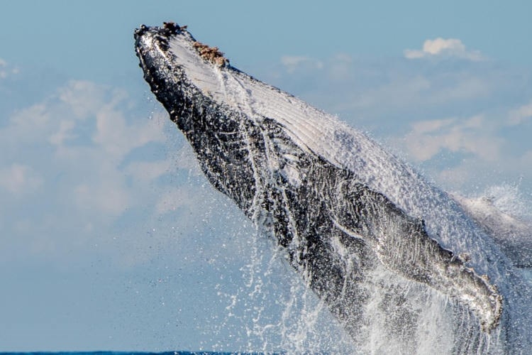 Byron Bay Whale Watch Jumps.jpg