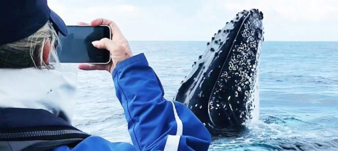 Byron Bay Whale Watch Photo.jpg