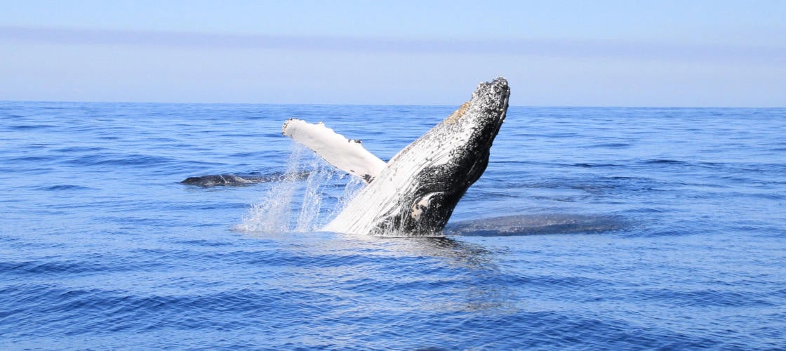 Byron Bay Whale Watch.jpg