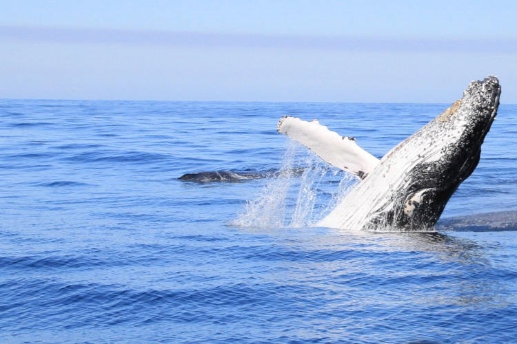 Byron Bay Whale Watch.jpg