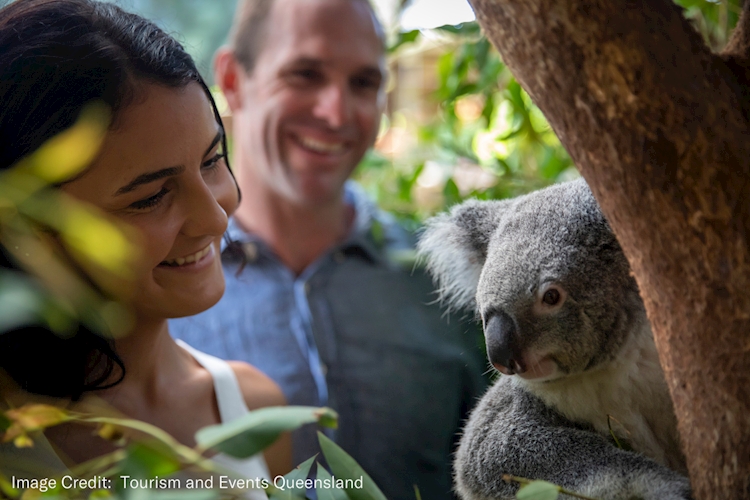 Rainforestation- Meet a Koala.png