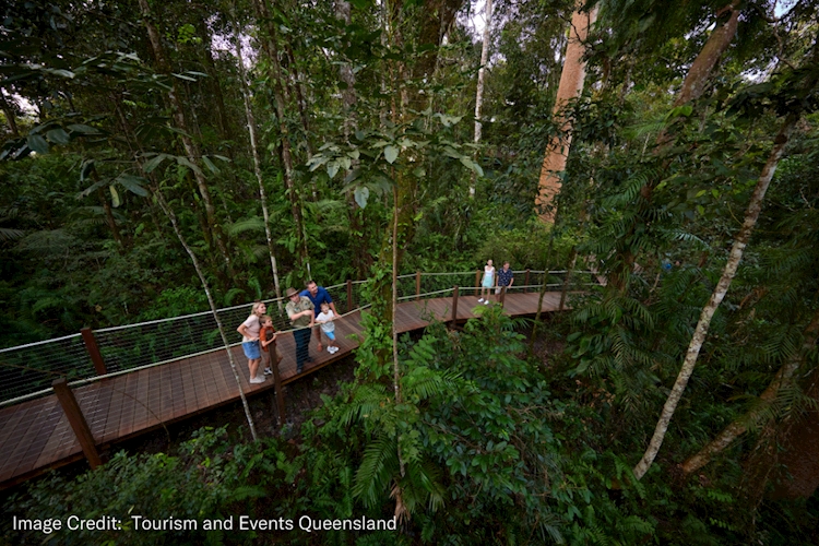 Skyrail Rainforest Cableway- Stop to explore the towering trees.png