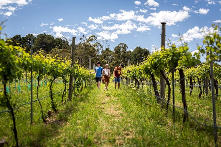 barossa valley wine tours au