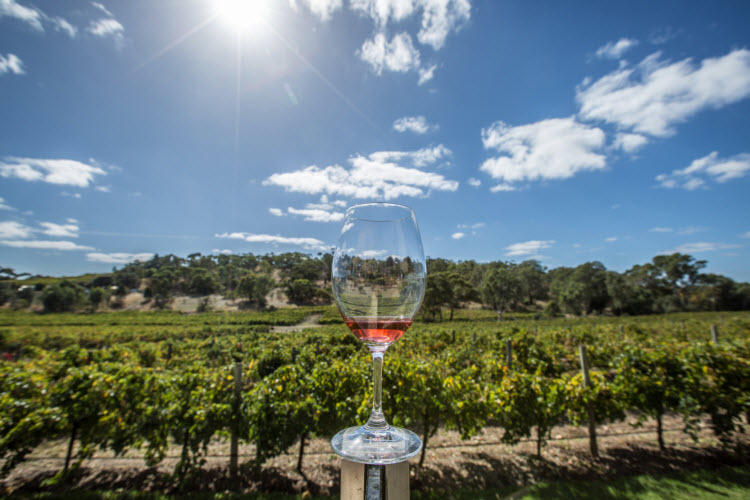 10. Rose McLaren Vale SA_TA_Greg Snell