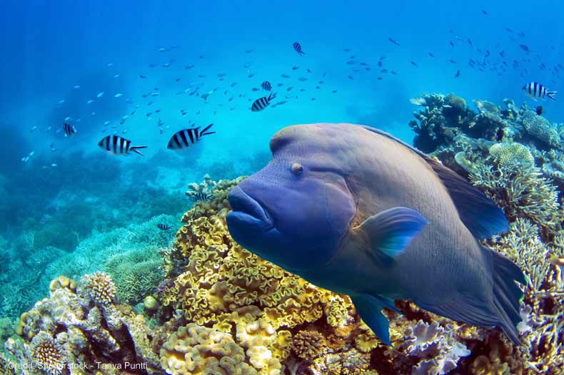 Great-Barrier-Reef-Snorkelling-Coral-Fish.jpg