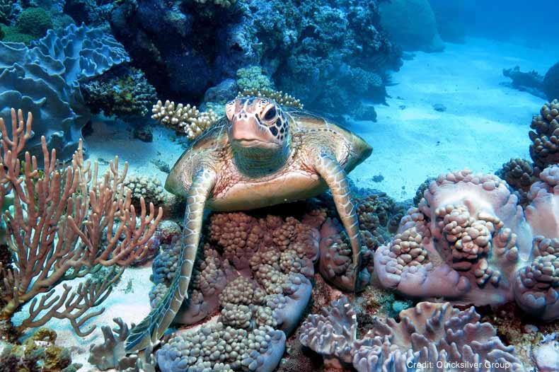 Great-Barrier-Reef-Snorkelling-Tour-Turtle.jpg